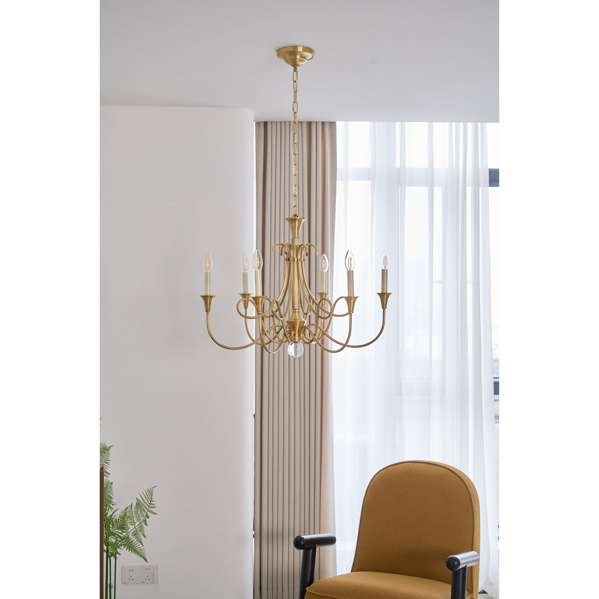 Orelelira candelabru