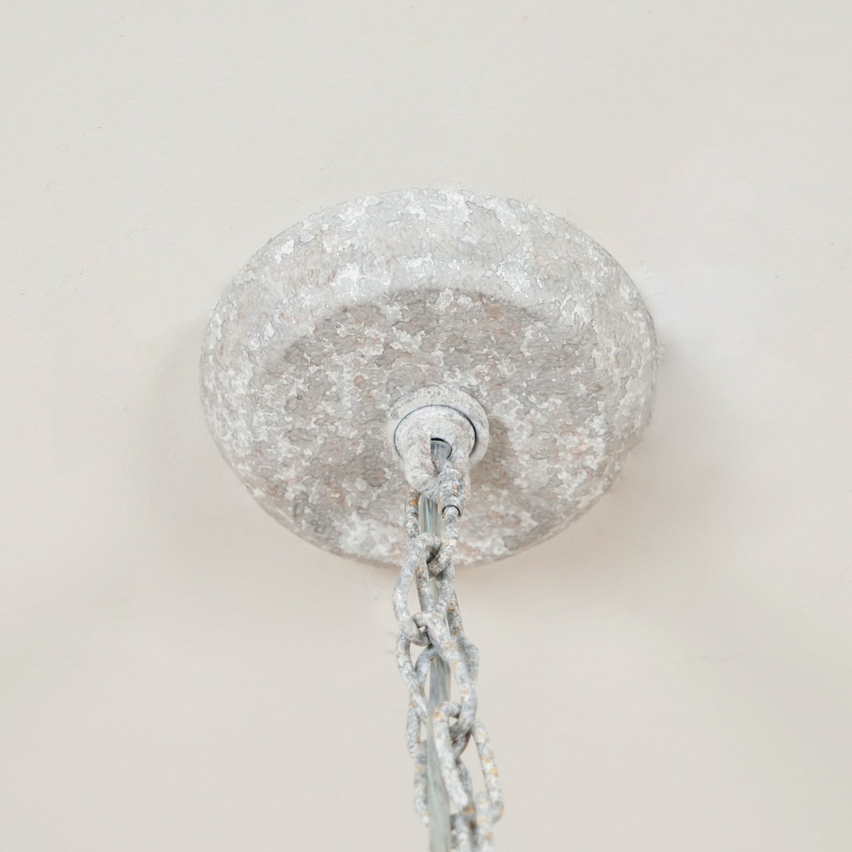 Eurloryra candelabru