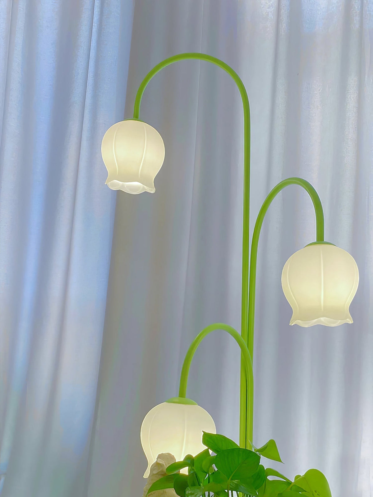 Lilic lampadar  Orchid