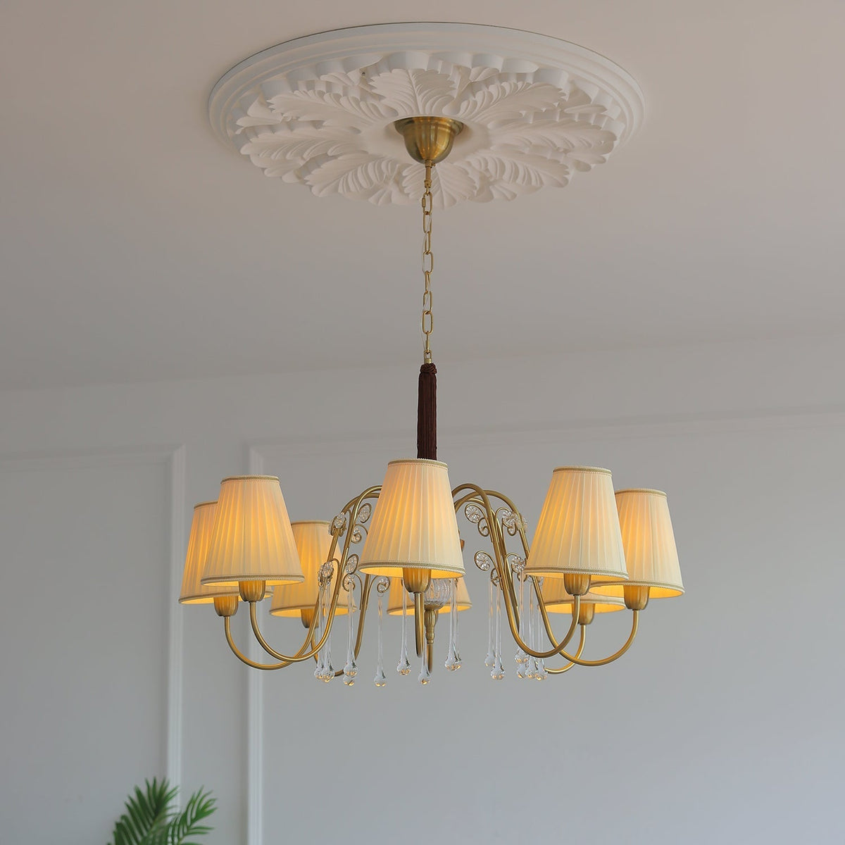 Mondia candelabru