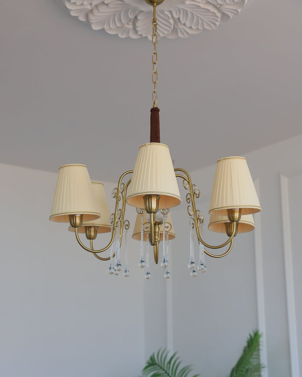 Mondia candelabru