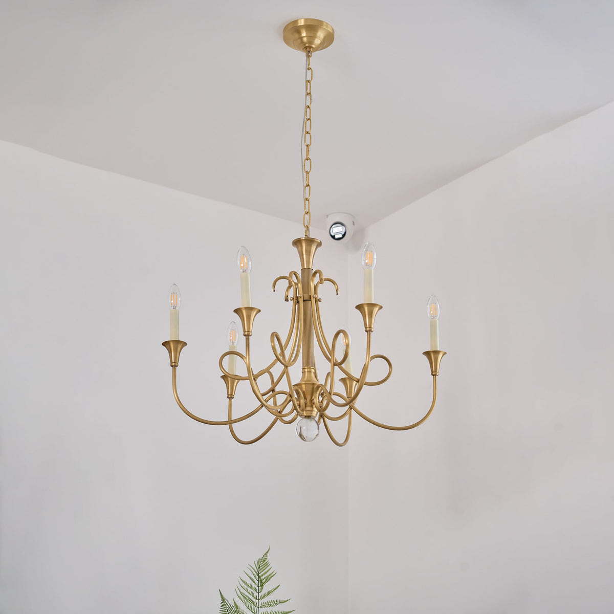 Orelelira candelabru