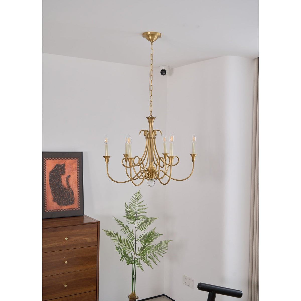 Orelelira candelabru