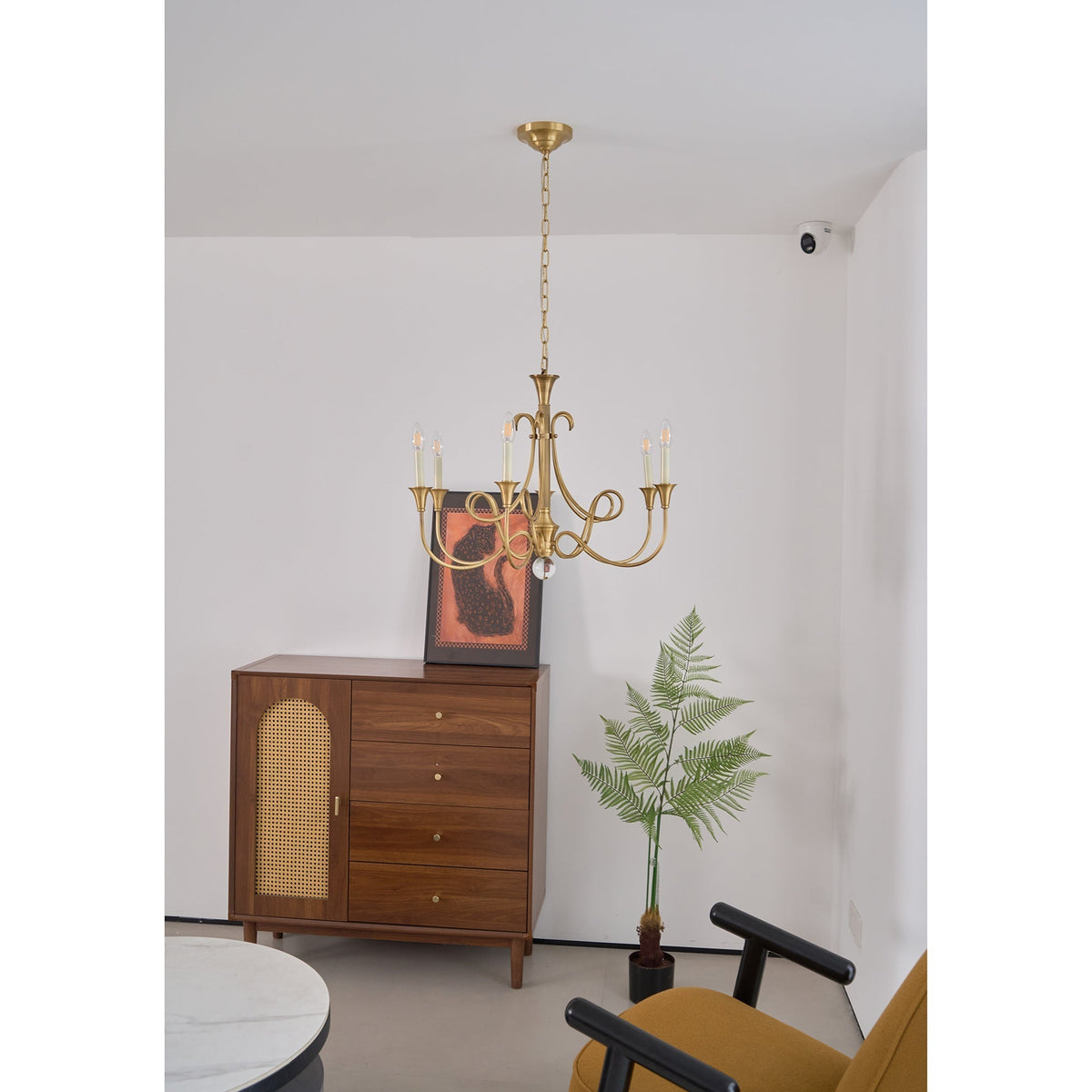 Orelelira candelabru