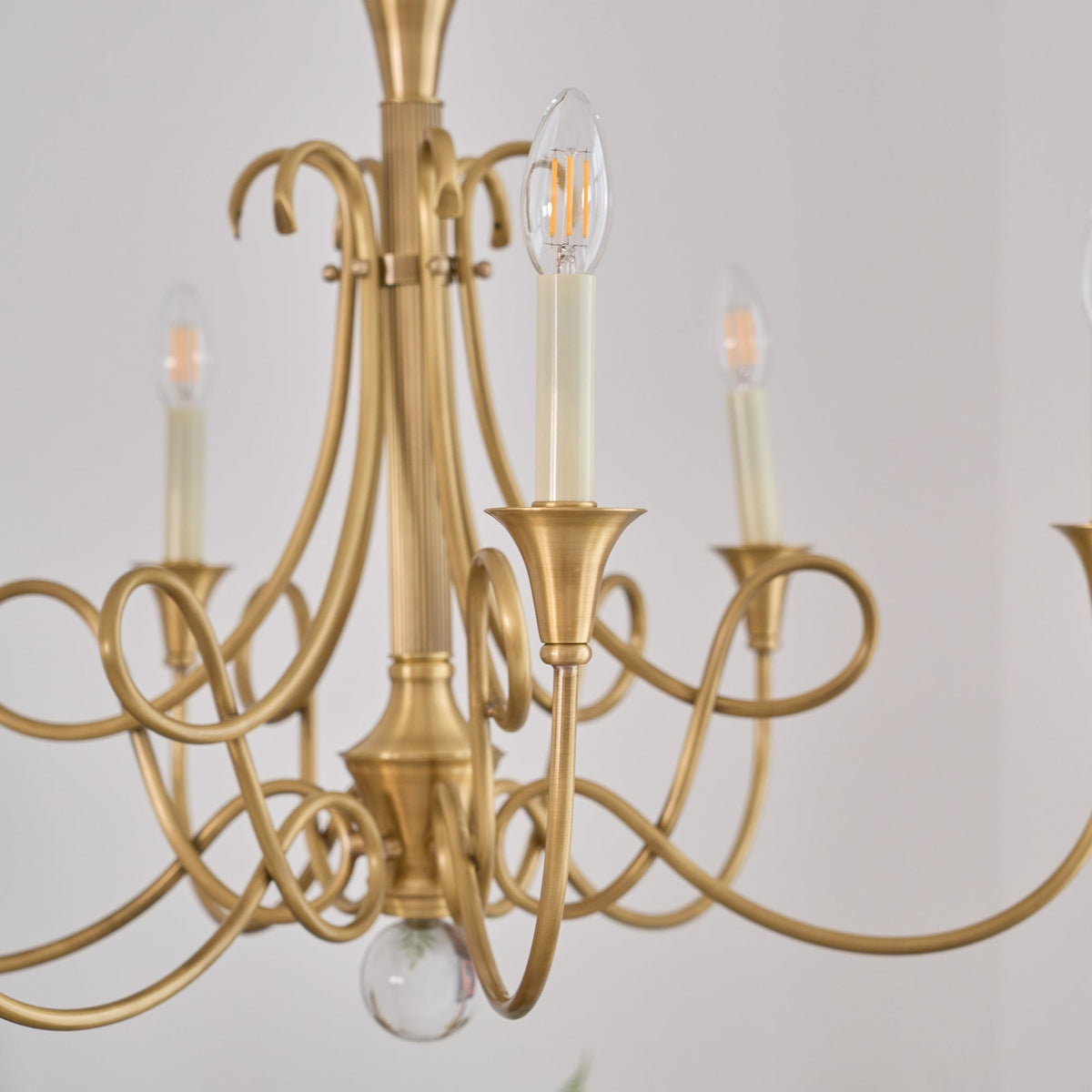 Orelelira candelabru