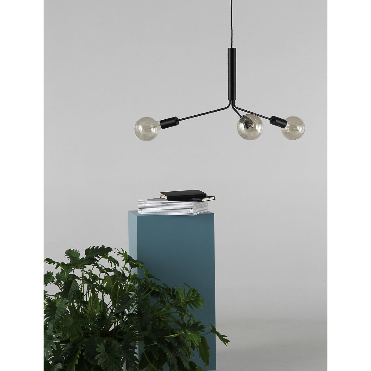 Nororaria candelabru