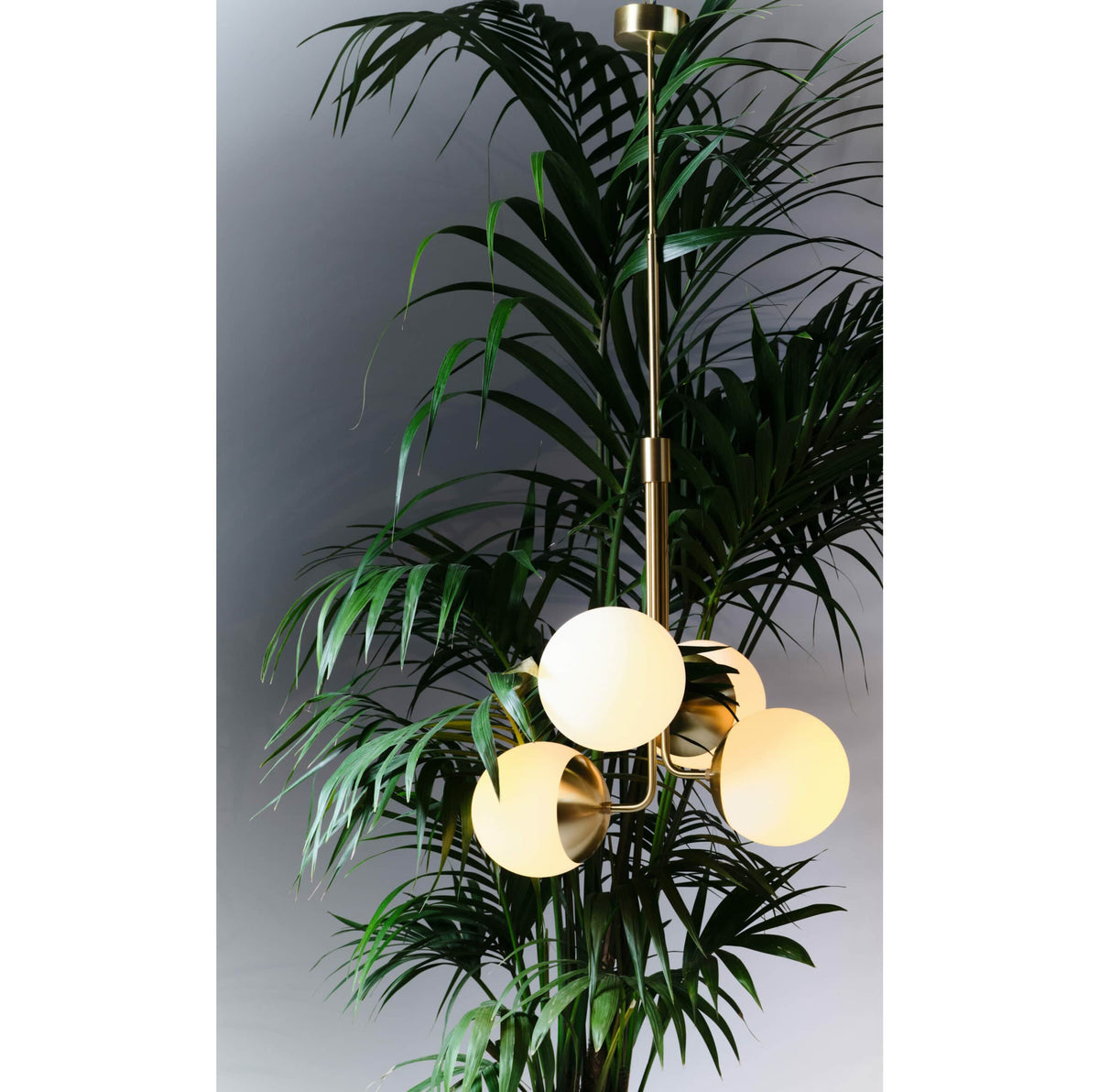 Noroira candelabru